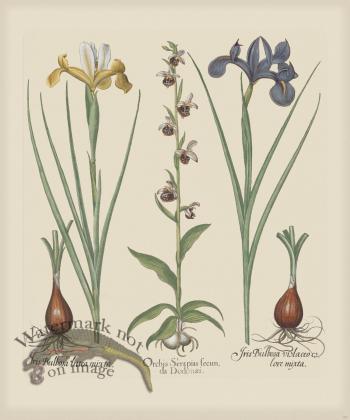 Besler 197 Colored  B2